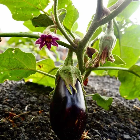 Casa Jenabe וילה