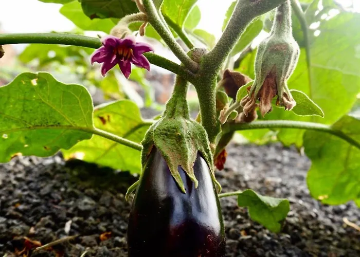 Casa Jenabe Βίλα