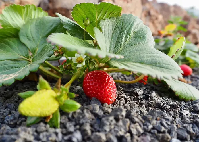 Casa Jenabe Вилла